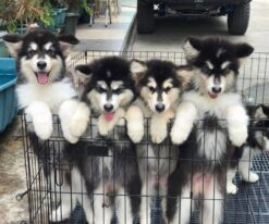 Alaskan Malamute Puppies