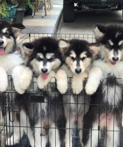 Alaskan Malamute Puppies