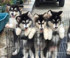 Alaskan Malamute Puppies