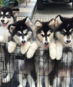 Alaskan Malamute Puppies