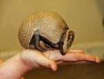 Armadillo