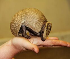 Armadillo