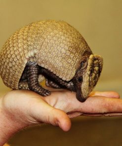 Armadillo