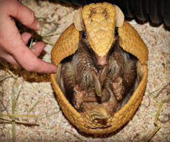 Armadillo