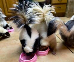 Baby Skunks