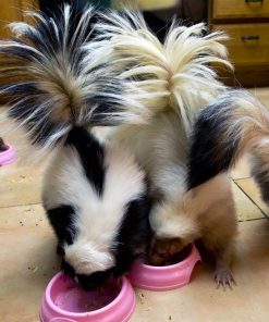 Baby Skunks