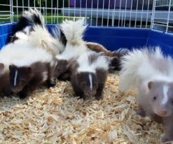 Baby Skunks