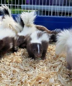 Baby Skunks