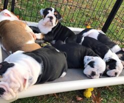 English Bulldog Puppies