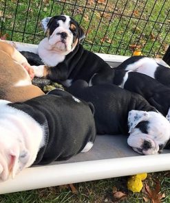 English Bulldog Puppies