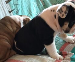 English Bulldog Puppies