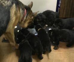 German Shepherd Puppies