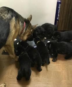 German Shepherd Puppies