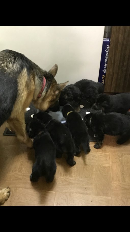 German Shepherd Puppies