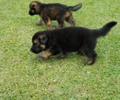 German Shepherd Puppies