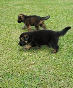 German Shepherd Puppies