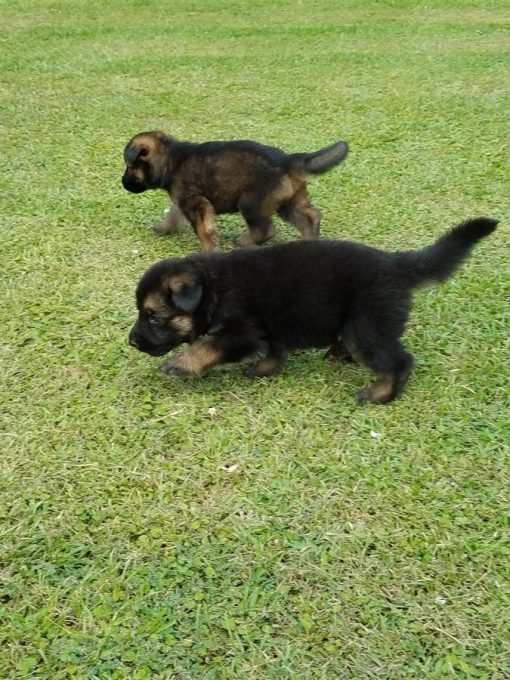 German Shepherd Puppies