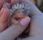 Hedgehog