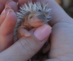 Hedgehog