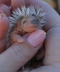 Hedgehog