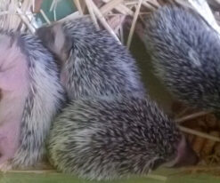 Hedgehog