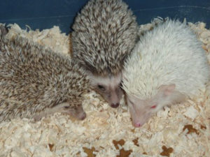 Hedgehogs3