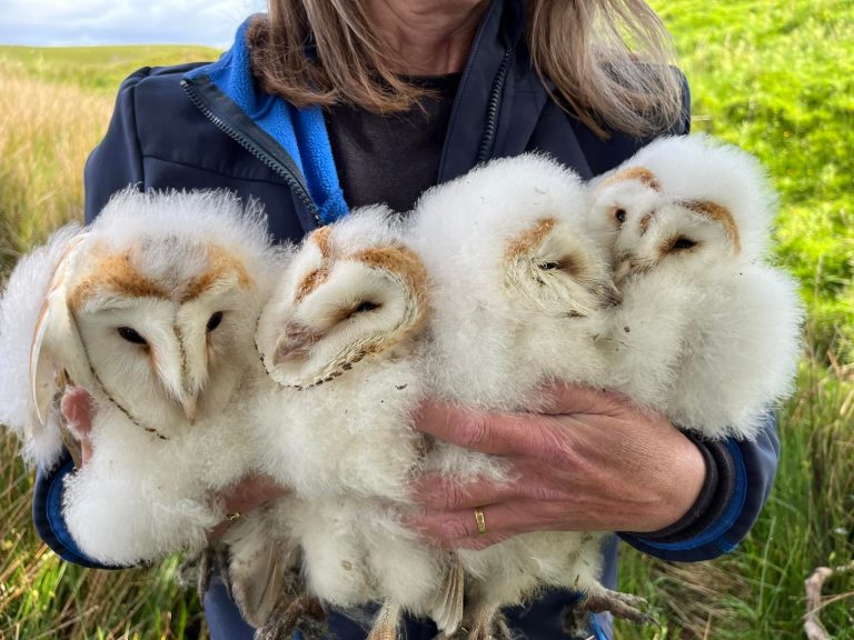 Age Choose an option Baby Adult