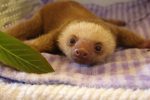 Baby Sloth