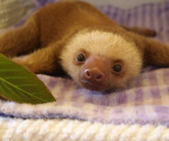 Baby Sloth