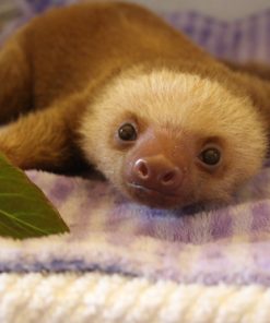 Baby Sloth