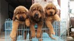 Tibetan Mastiff