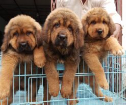 Tibetan Mastiff