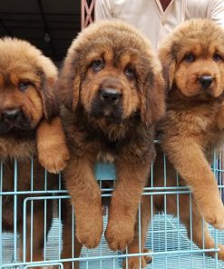 Tibetan Mastiff