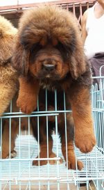 Tibetan Mastiff