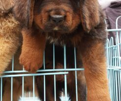 Tibetan Mastiff
