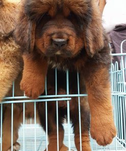 Tibetan Mastiff