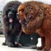 Tibetan Mastiff4