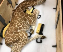 Baby Giraffe
