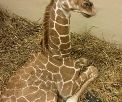 Baby Giraffe