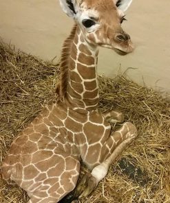 Baby Giraffe