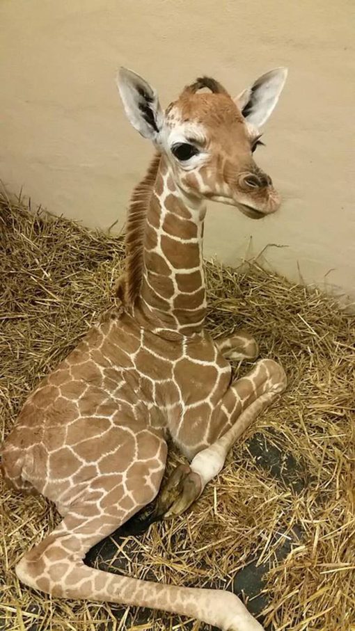 Baby Giraffe