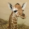 baby giraffe8