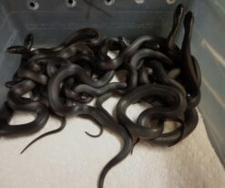 Mexican Black King Snake