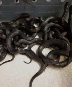 Mexican Black King Snake