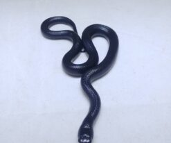 Mexican Black King Snake