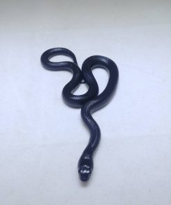 Mexican Black King Snake