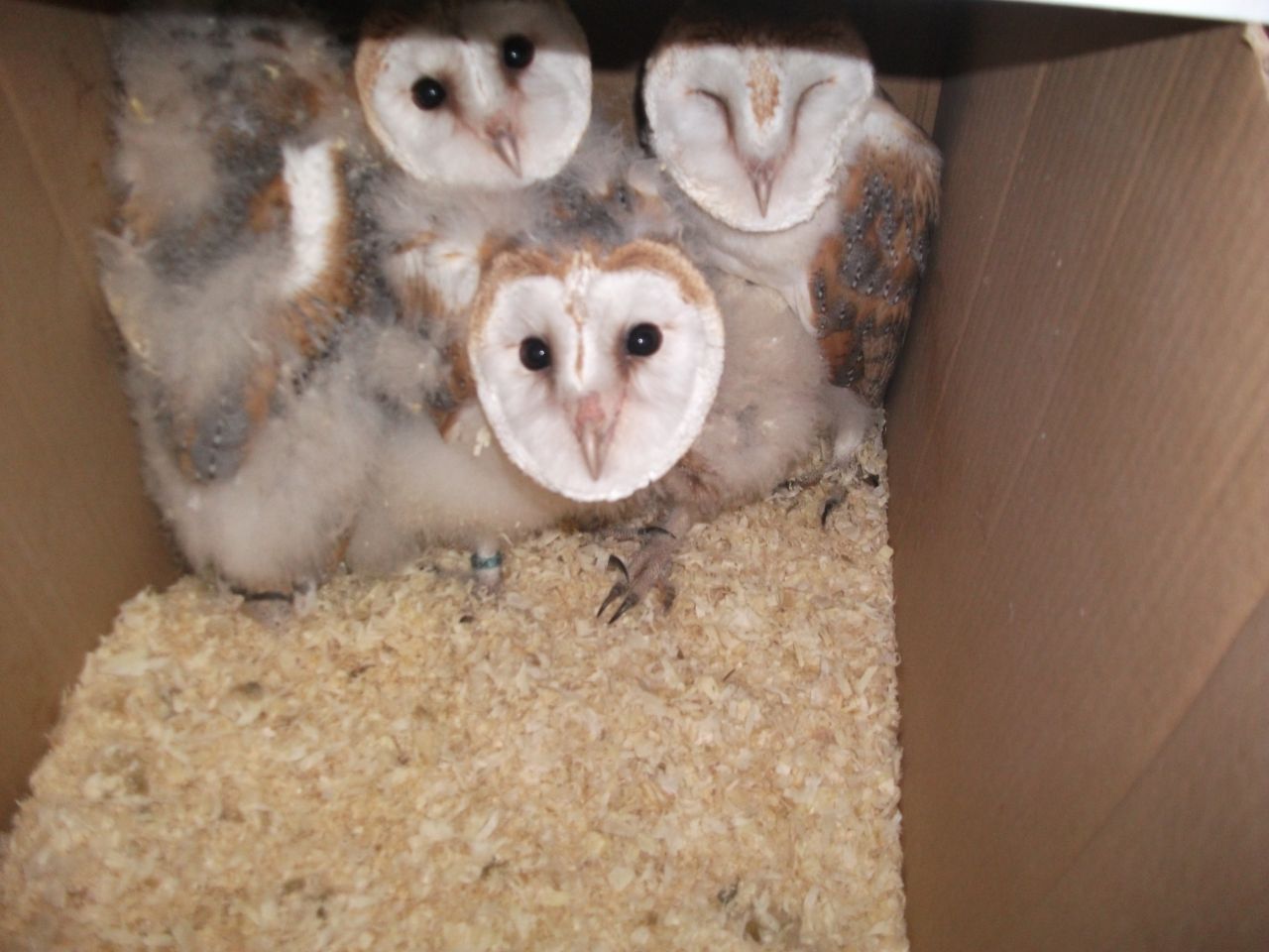 pet owls for sale near me