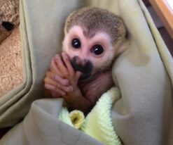 Squirrel Monkey