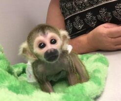 Squirrel Monkey