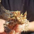 Thorny Devil